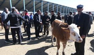 Kars'tan T&uuml;rkiye'nin farklı şehirlerine g&ouml;nderilen kurbanlıklar sıkı denetimden ge&ccedil;iyor