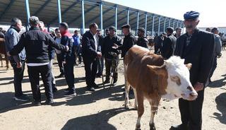Kars'tan T&uuml;rkiye'nin farklı şehirlerine g&ouml;nderilen kurbanlıklar sıkı denetimden ge&ccedil;iyor