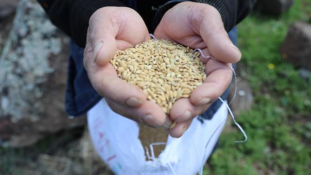 7 yılda bir ekiliyor! Kilosu 350 TL’ye kadar çıkıyor, tohumunun tonu ise tam 140 bin lira