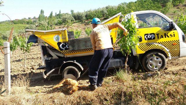 Manisa'da hayvan katliamına tepki