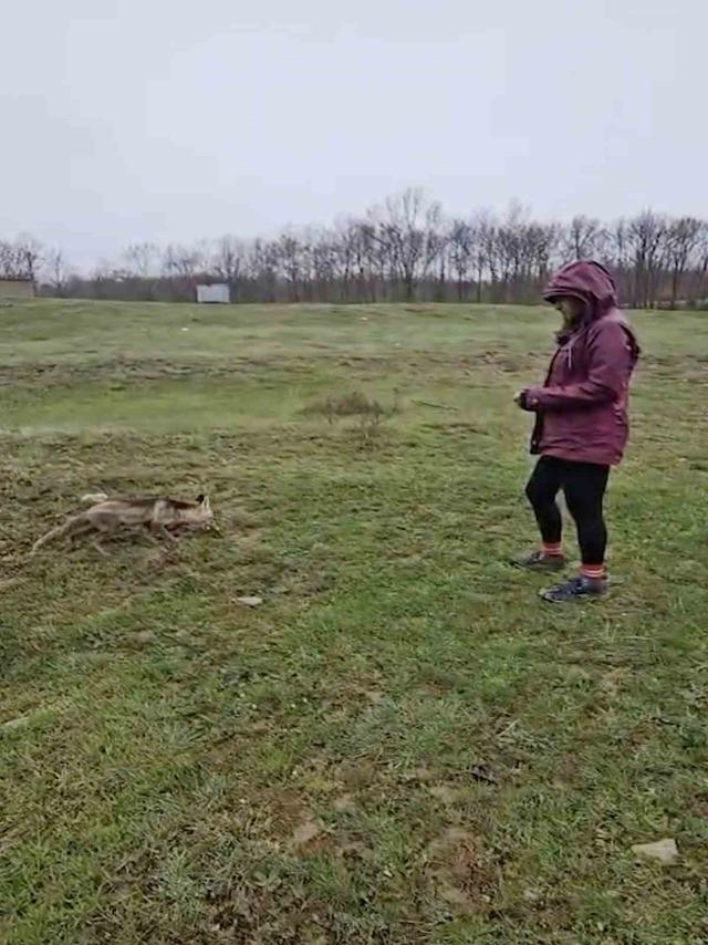 A&ccedil; kalan tilkiyi elleriyle besledi 1