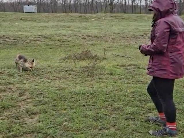 A&ccedil; kalan tilkiyi elleriyle besledi