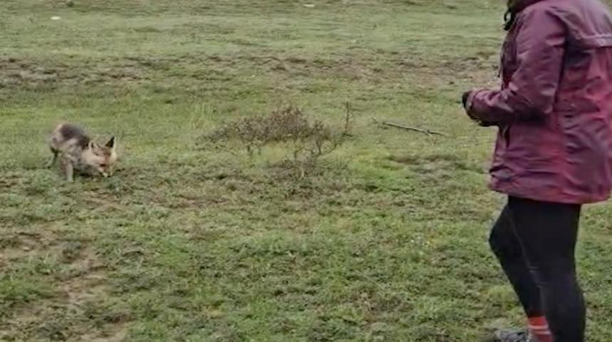 A&ccedil; kalan tilkiyi elleriyle besledi