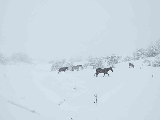 Bolu&rsquo;da yılkı atları karlar altında g&ouml;r&uuml;nt&uuml;lendi 1