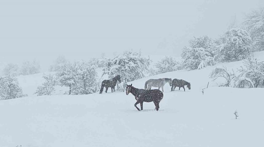 Bolu&rsquo;da yılkı atları karlar altında g&ouml;r&uuml;nt&uuml;lendi