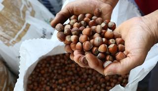 T&uuml;rkiye, fındık ihracatından 1 milyardan fazla gelir sağladı