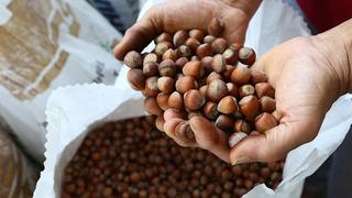 Türkiye, fındık ihracatından 1 milyardan fazla gelir sağladı