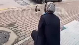 &Ccedil;ağırdığı kedinin y&uuml;z&uuml;ne yağ &ccedil;&ouml;z&uuml;c&uuml; sprey sıktı!