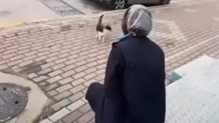 Çağırdığı kedinin yüzüne yağ çözücü sprey sıktı! Gözaltına alındı