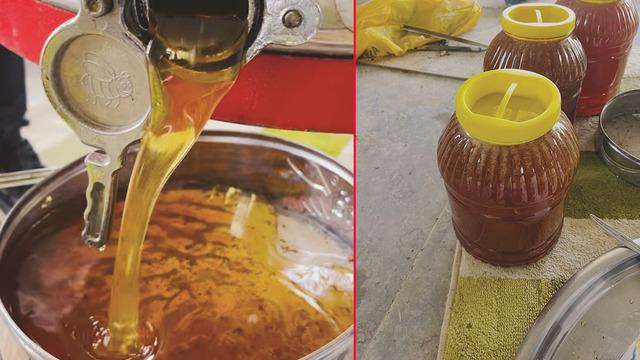Kilosu bin 500 TL'den satılıyor! Sezonun ilk ürününü hasat edildi