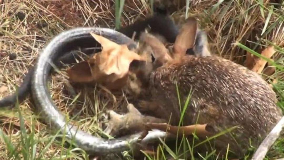 Yılan, anne tavşana yenildi 