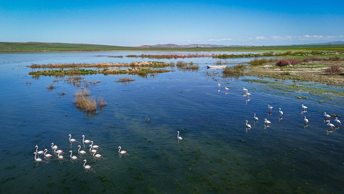 Yurt dışından talep &ccedil;ok:  Yurt i&ccedil;inde t&uuml;ketilmiyor  deyip tavsiye ettiler 4