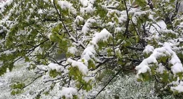 Mayıs ayında yağan kar, meyve bah&ccedil;elerini beyaza b&uuml;r&uuml;d&uuml; 1