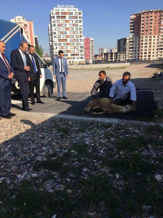 Başkan Gülsoy Kurban Keserek Göreve Başladı