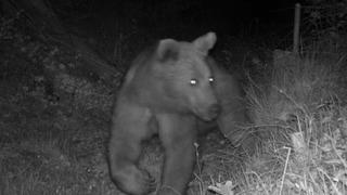 Aracın arkasında koşan ayı kameraya yansıdı