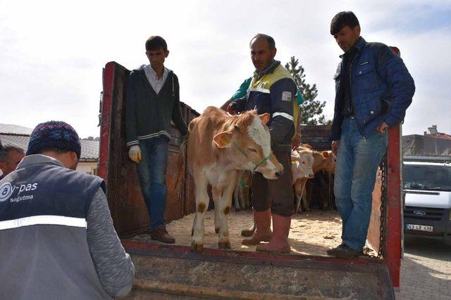 Pazarlar’da  Genç çiftçilere damızlık düve dağıtımı yapıldı