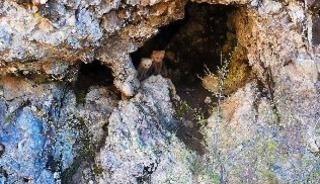 Anne ayı ve yavruları inlerinde dron kamerasıyla g&ouml;r&uuml;nt&uuml;lendi