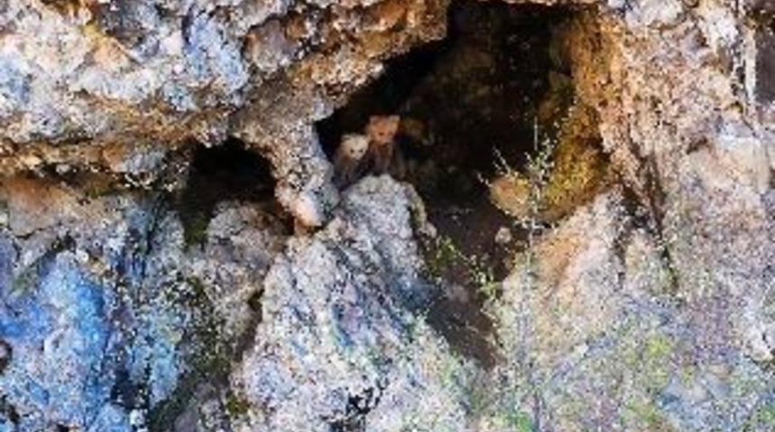 Anne ayı ve yavruları inlerinde dron kamerasıyla g&ouml;r&uuml;nt&uuml;lendi