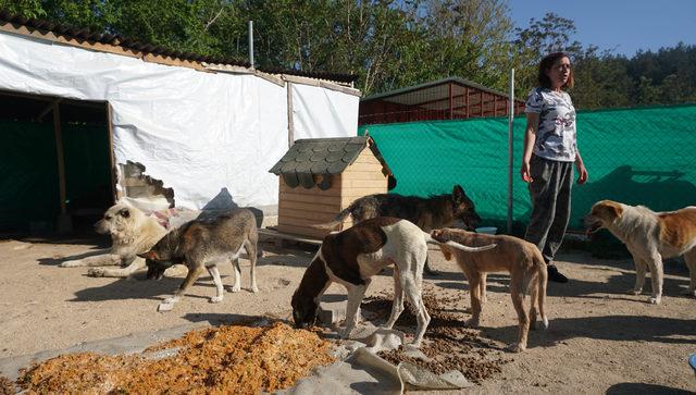 İpsala'daki köpekler, 'Can evi'ne nakledildi