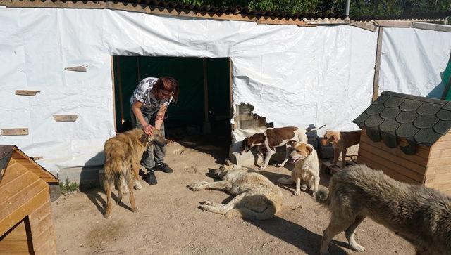 İpsala'daki köpekler, 'Can evi'ne nakledildi