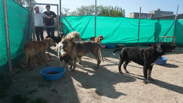 İpsala'daki köpekler, 'Can evi'ne nakledildi