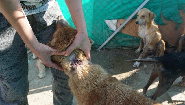 İpsala'daki köpekler, 'Can evi'ne nakledildi