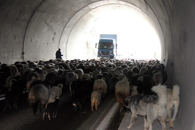 Koyun sürüsünün tünelden geçişi trafiği aksattı