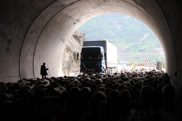 Koyun sürüsünün tünelden geçişi trafiği aksattı