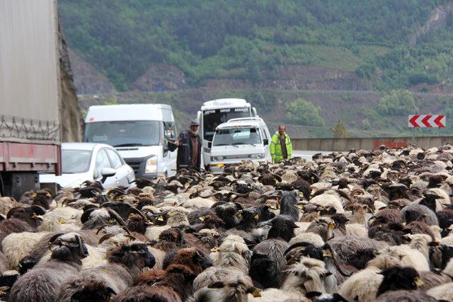 Koyun sürüsünün tünelden geçişi trafiği aksattı