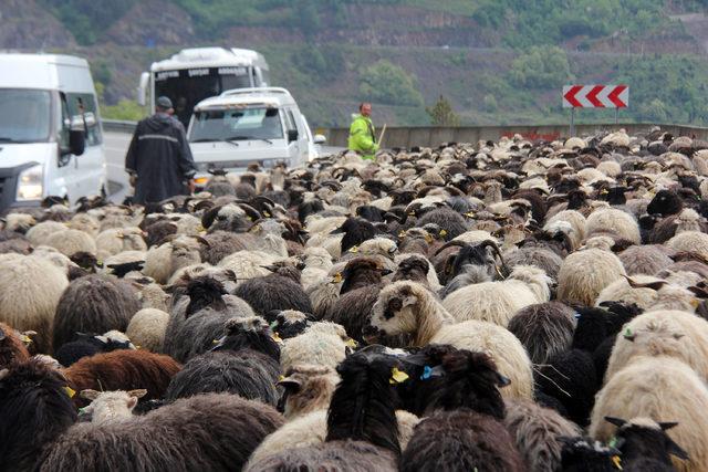 Koyun sürüsünün tünelden geçişi trafiği aksattı