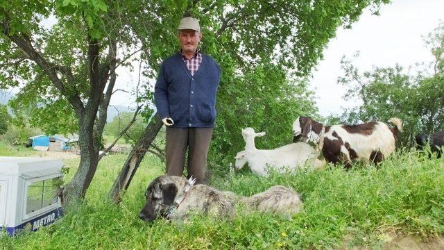 Engelli vatandaş çoban olmak için devletten destek bekliyor