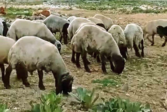 Araban&rsquo;da kurbanlıklar satışa hazır 2