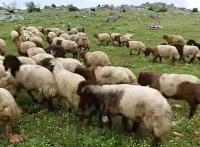 Araban&rsquo;da kurbanlıklar satışa hazır 1