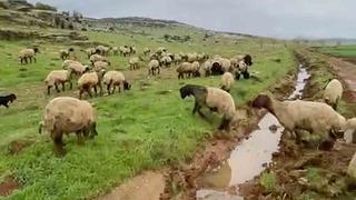 Araban’da kurbanlıklar satışa hazır