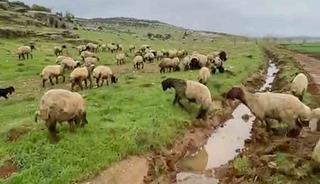 Araban&rsquo;da kurbanlıklar satışa hazır