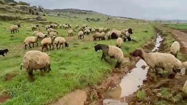 Araban’da kurbanlıklar satışa hazır