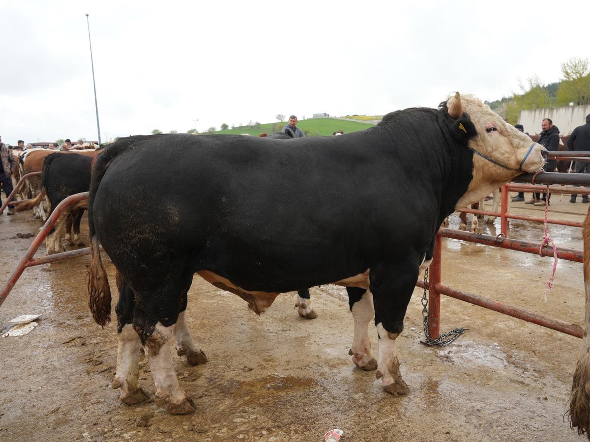 Kurban Bayramı hareketliliği başladı: 850 kilogramlık tosun 340 bin liraya alıcı buldu 1