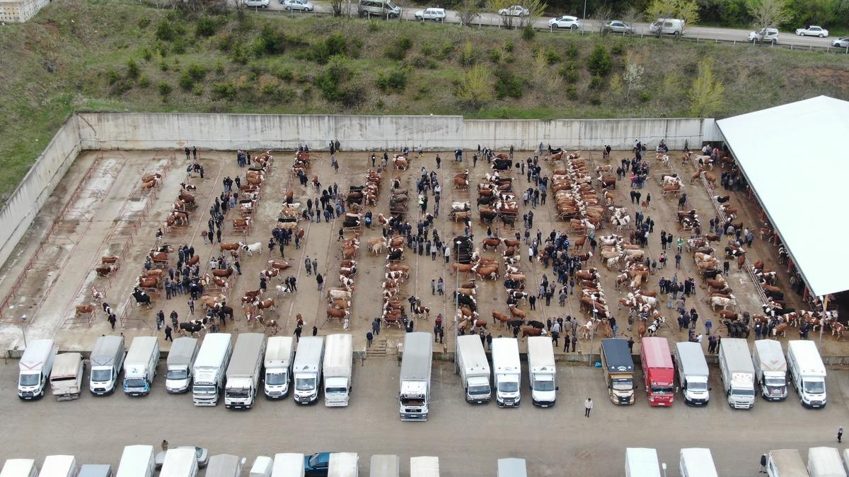 Kurban Bayramı hareketliliği başladı: 850 kilogramlık tosun 340 bin liraya alıcı buldu 2