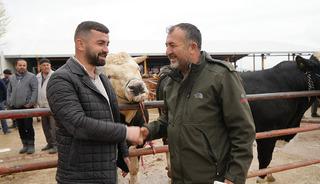 Kurban Bayramı hareketliliği başladı: 850 kilogramlık tosun 340 bin liraya alıcı buldu