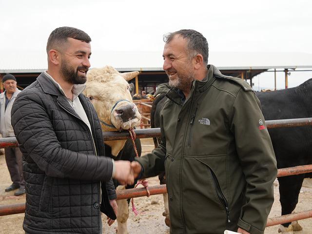 Kurban Bayramı hareketliliği başladı: 850 kilogramlık tosun 340 bin liraya alıcı buldu