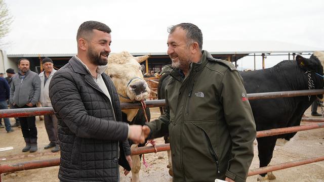 Kurban Bayramı hareketliliği başladı: 850 kilogramlık tosun 340 bin liraya alıcı buldu