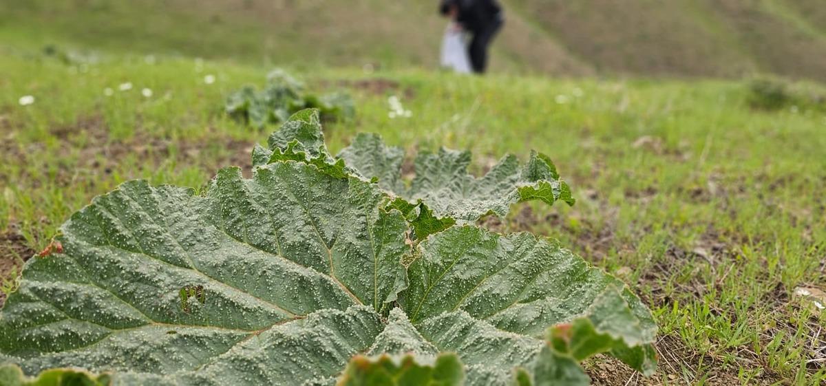 B&ouml;lgede gelir kapısı oldu: Toplayıp kilosunu 150 TL ye satıyorlar 2