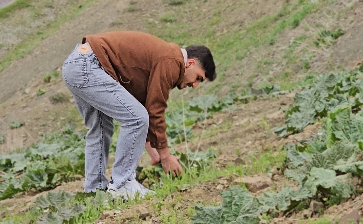 B&ouml;lgede gelir kapısı oldu: Toplayıp kilosunu 150 TL ye satıyorlar 3
