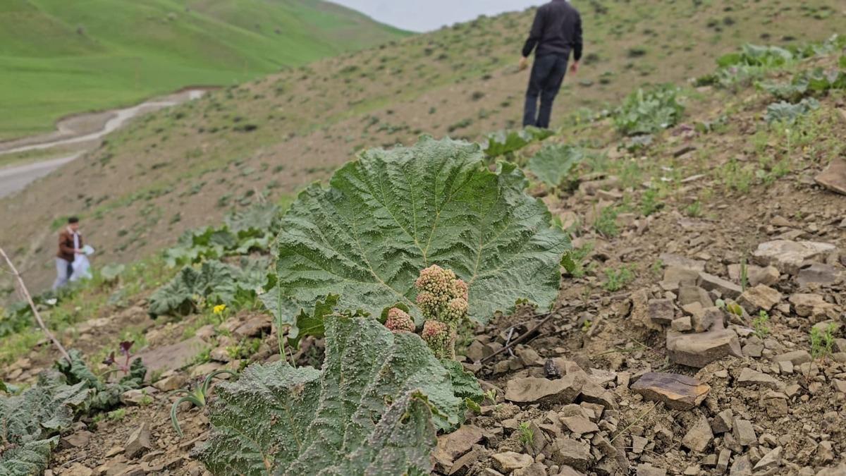 B&ouml;lgede gelir kapısı oldu: Toplayıp kilosunu 150 TL ye satıyorlar 4