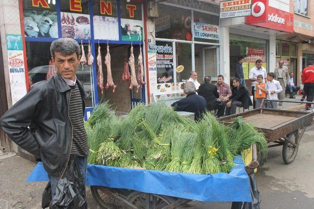 Sirik otu piyasaya çıktı