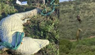 Timsahın midesinden 6 terlik &ccedil;ıkarıldı! Kayıp vakalarıyla ilgili korkutan ş&uuml;phe