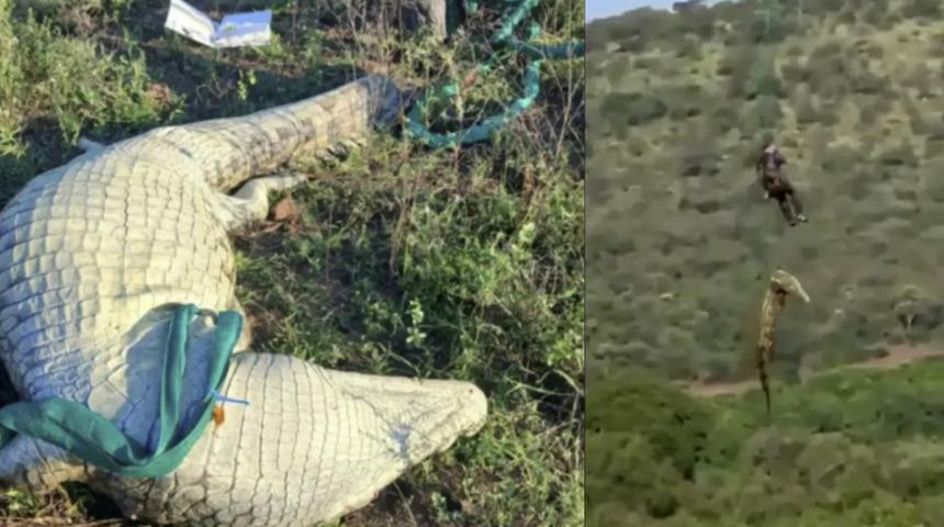 Timsahın midesinden 6 terlik &ccedil;ıkarıldı! Kayıp vakalarıyla ilgili korkutan ş&uuml;phe