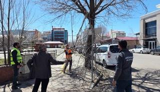 Belediye ekiplerinden ağa&ccedil; budama &ccedil;alışması
