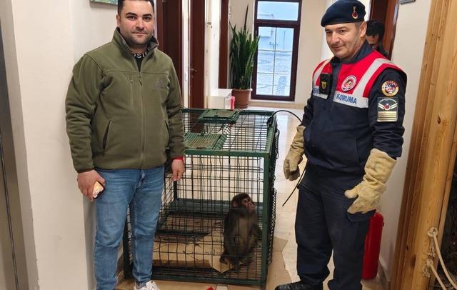 Yozgat ta k&ouml;y yolunda bulunan maymun koruma altına alındı 1