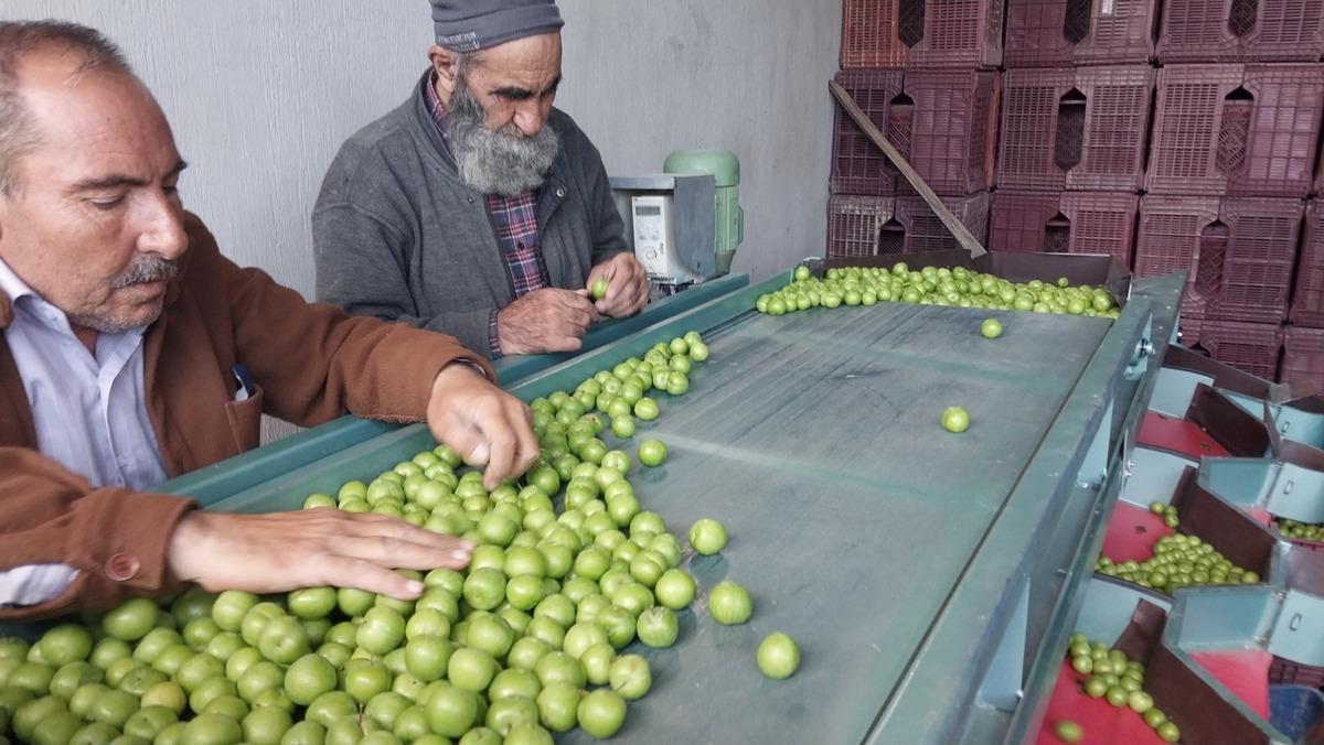 Rekor fiyat vardı, 10 bin TL ye satılmıştı: Şimdi 30-170 TL arası 1